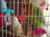 lola y miky